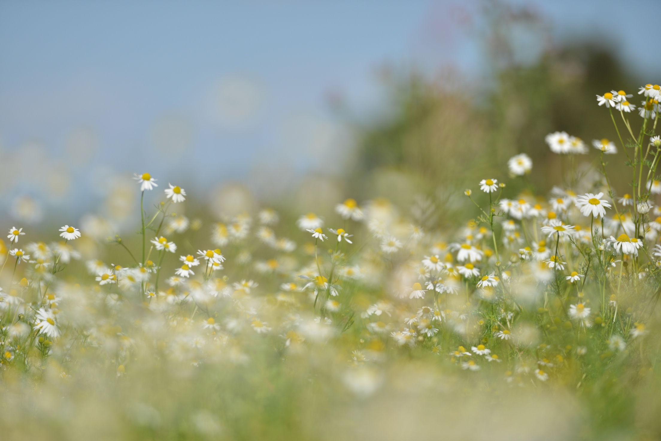 White Flower Field